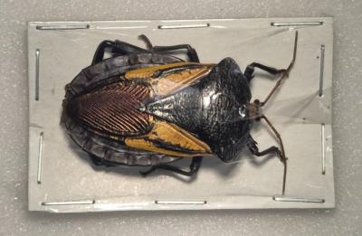 Oncomeris flavicornis