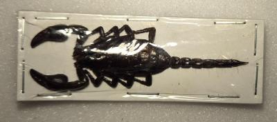 Heterometrus cyaneus petit