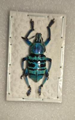 Eupholus bortolusii