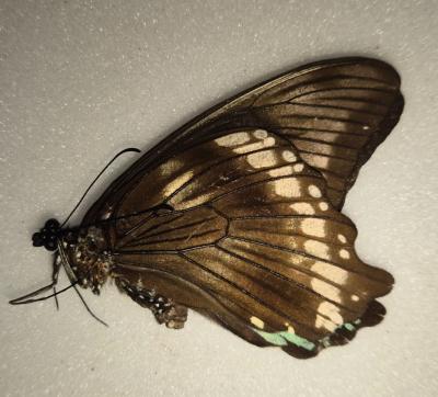 Papilio bromius femelle