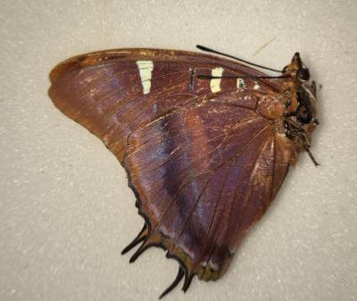 Charaxes lactetinctus femelle