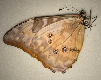 Morpho rhetenor femelle