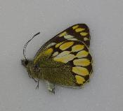 Delias schoenigi male