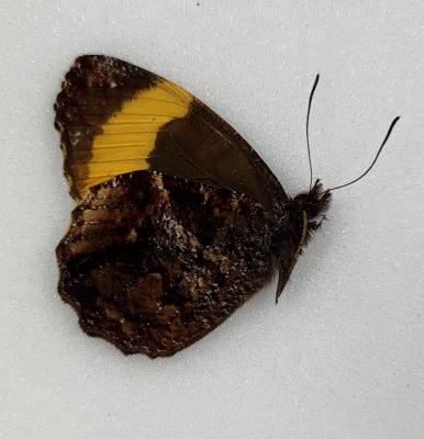 panyapedaliodes phila male