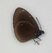 Euploea spp