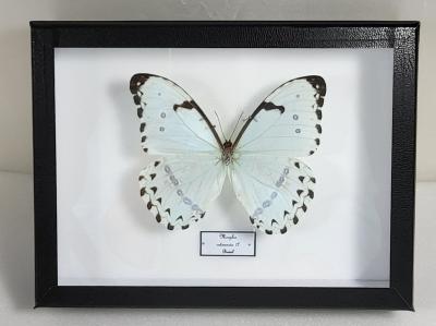 Boîte Cloche Morpho catenaria male