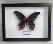 Boîte Cloche Papilio rumanzovia male