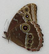 Morpho helenor rugitaeniatus male