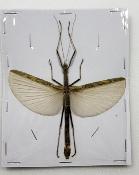 Phasme sp 3 male