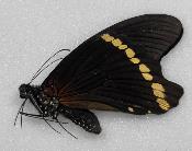Papilio bromius male