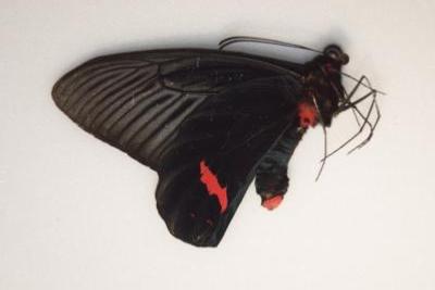 Atrophaneura dixoni