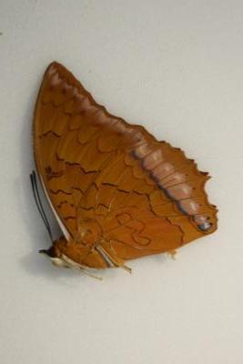 Charaxes bernadus male