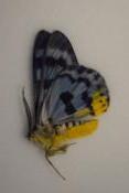 Dysphania blue