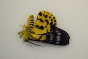 Disphania subrepleta