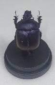 Mini Globes Eunoplotrupes sharpi