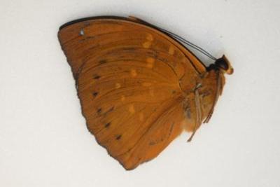 Lexias cyanipardus male