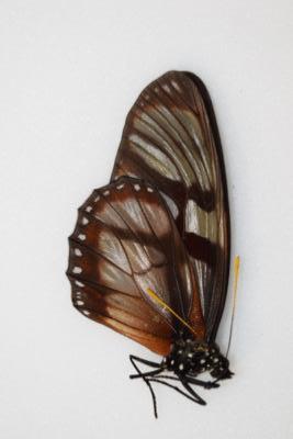 Lycorea ilione phenarete male