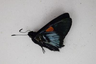 Mimoniades nurscia