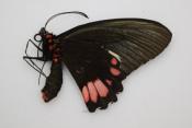 Parides seostris femelle