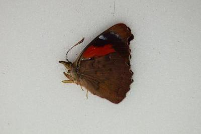 Perisama cecidas
