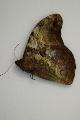 Selenophanes cassiope