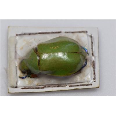 Chrysina adolphi femelle