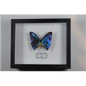 Morpho aega male