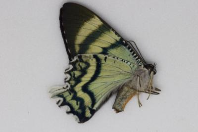 Alcides agathyrsus