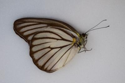 Appias hombroni tambunsis femelle