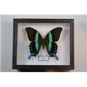 Papilio blumei male