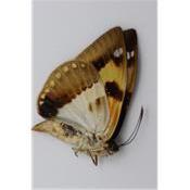 Castnidae sp1