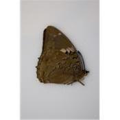 Charaxes bipunctatus femelle