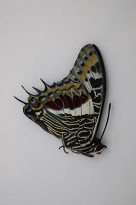 Charaxes castor male