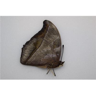 Charaxes doubledayi male A-