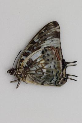 Charaxes etesipe femelle A1