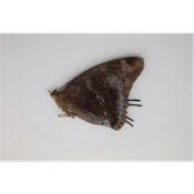 Charaxes etheocles etheocles femelle