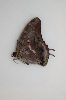 Charaxes etheocles virilis femelle