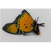 Charaxes fournierae male RARE