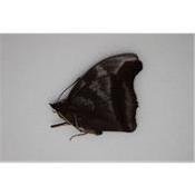 Charaxes laodice mâle