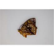 Charaxes pleione mâle
