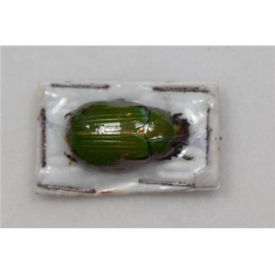 Chrysina arellanoi vert male