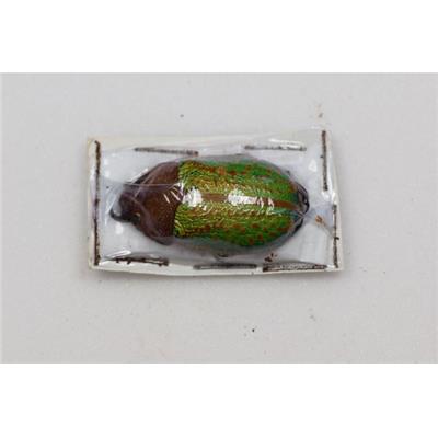 Chrysina victorina mâle