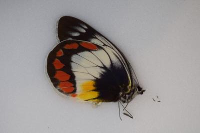 Delias mitisi ssp male