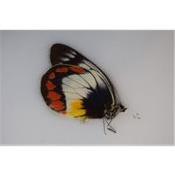 Delias mitisi ssp male