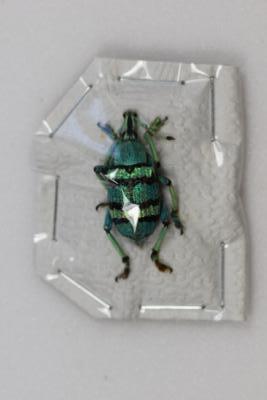 Eupholus schoenherri