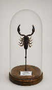 Globe Opsithacanthus madagascariensis