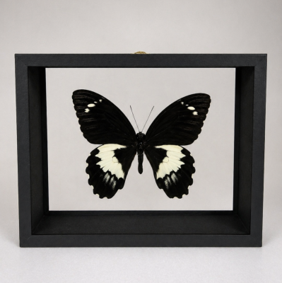 DBV Papilio gambrisus male