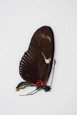 Heliconius doris bleu A-