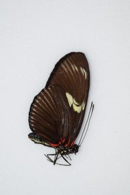 Heliconius doris vert
