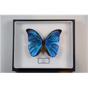 Morpho menelaus male